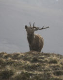 Stag Calling